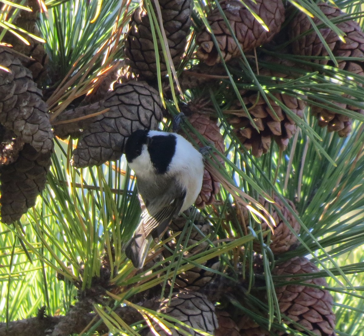 カロライナコガラ - ML646707610