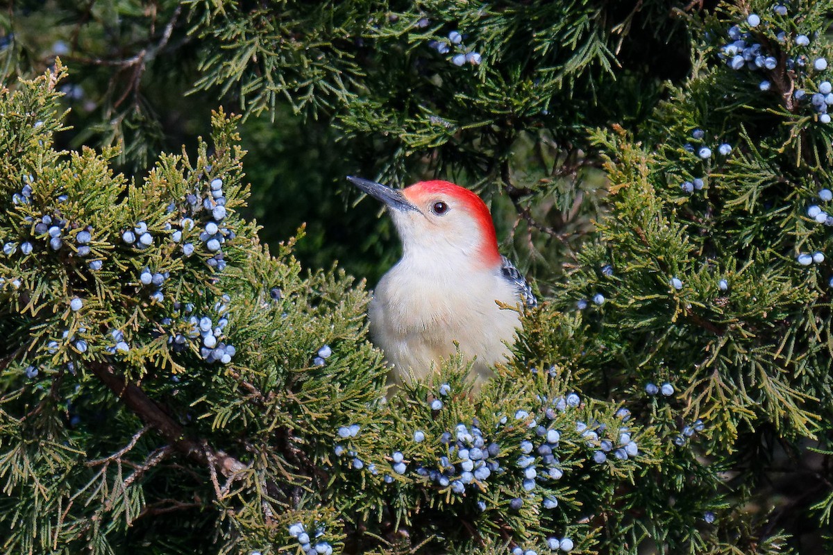 Red-bellied Woodpecker - ML646707615