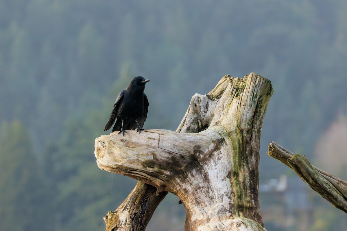 American Crow - ML646707617