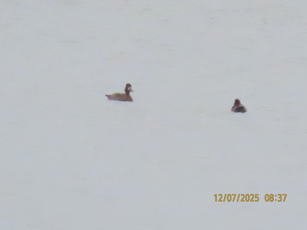 Murgilari handia/txikia - ML646707622