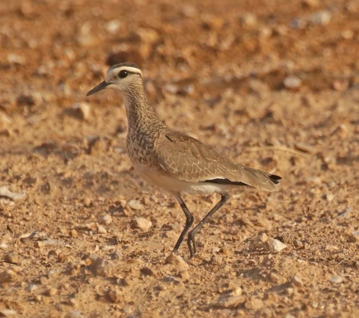 マミジロゲリ - ML646707625