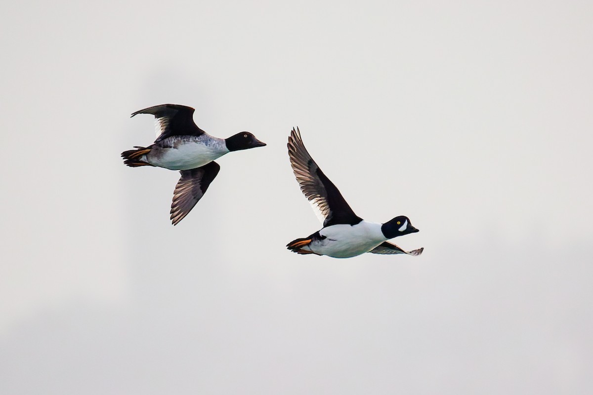 Murgilari islandiarra - ML646707626