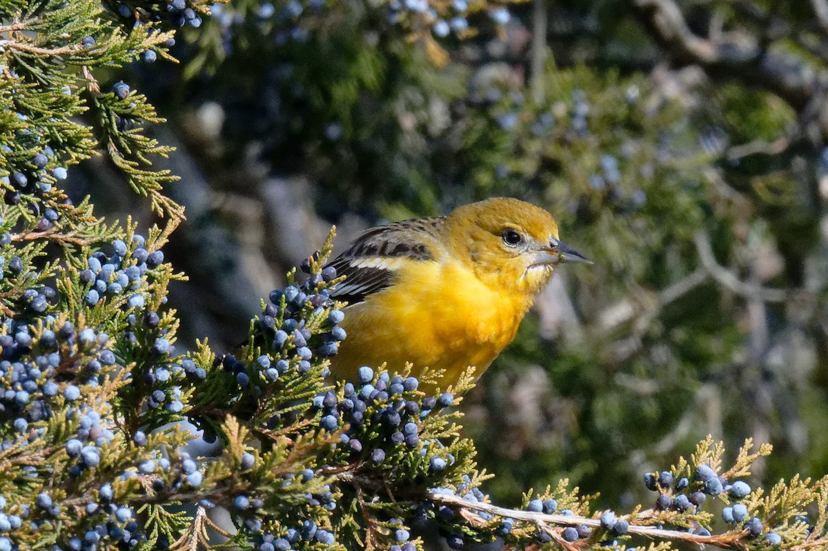 Baltimore Oriole - ML646707653