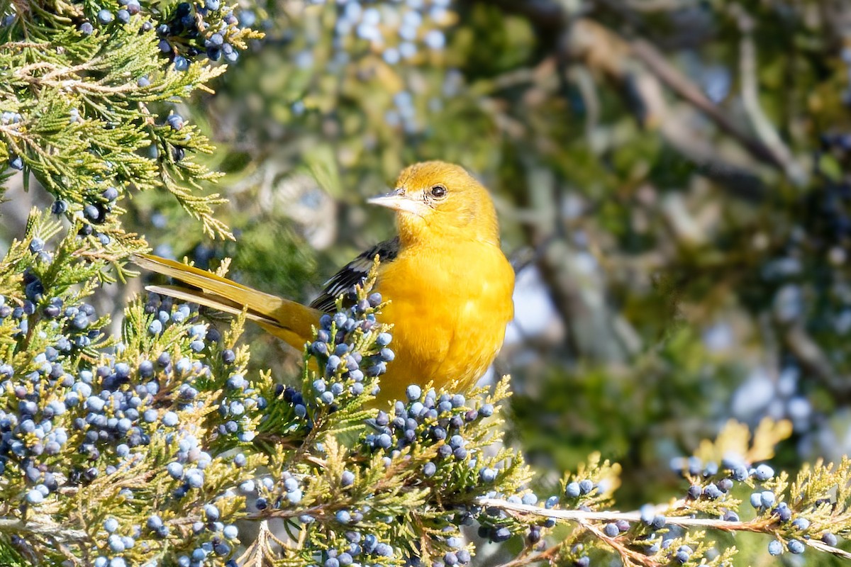 Baltimore Oriole - ML646707658