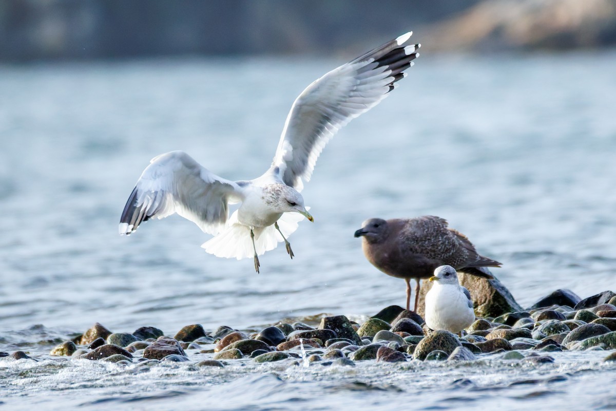 Kaio kaliforniarra - ML646707659