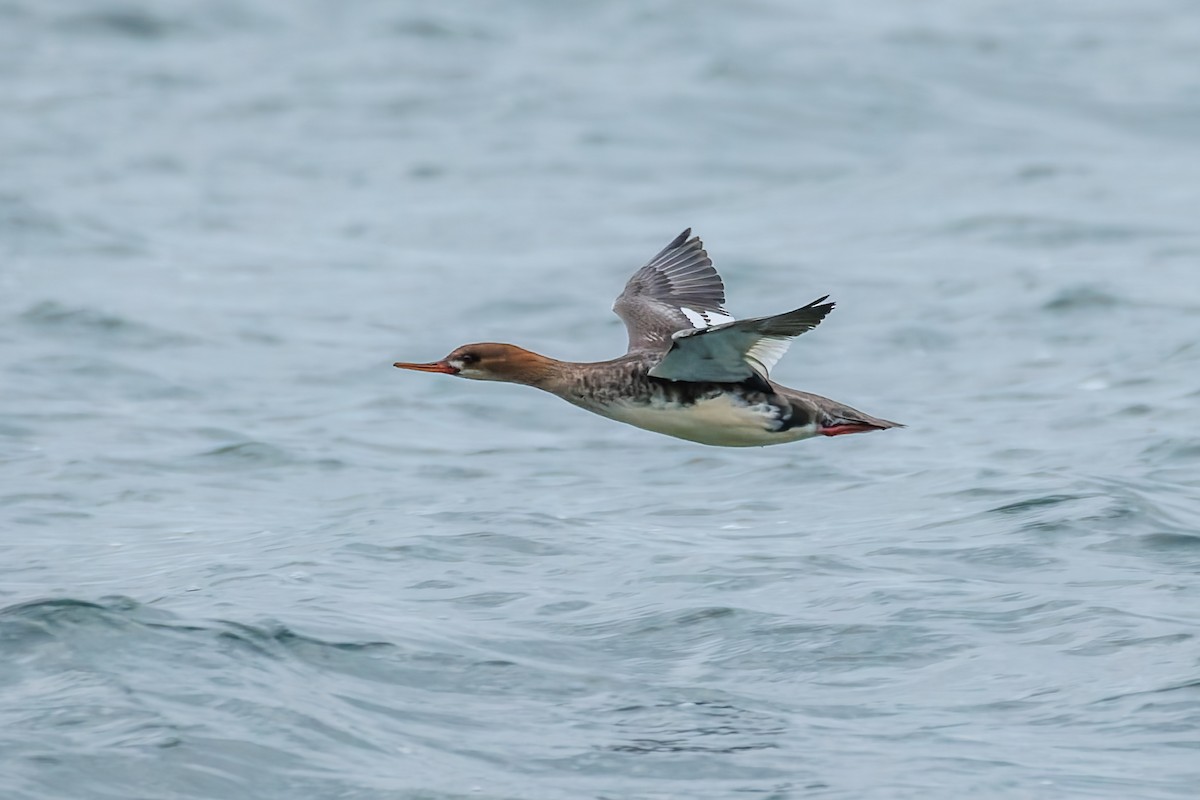 Serreta Mediana - ML646707673