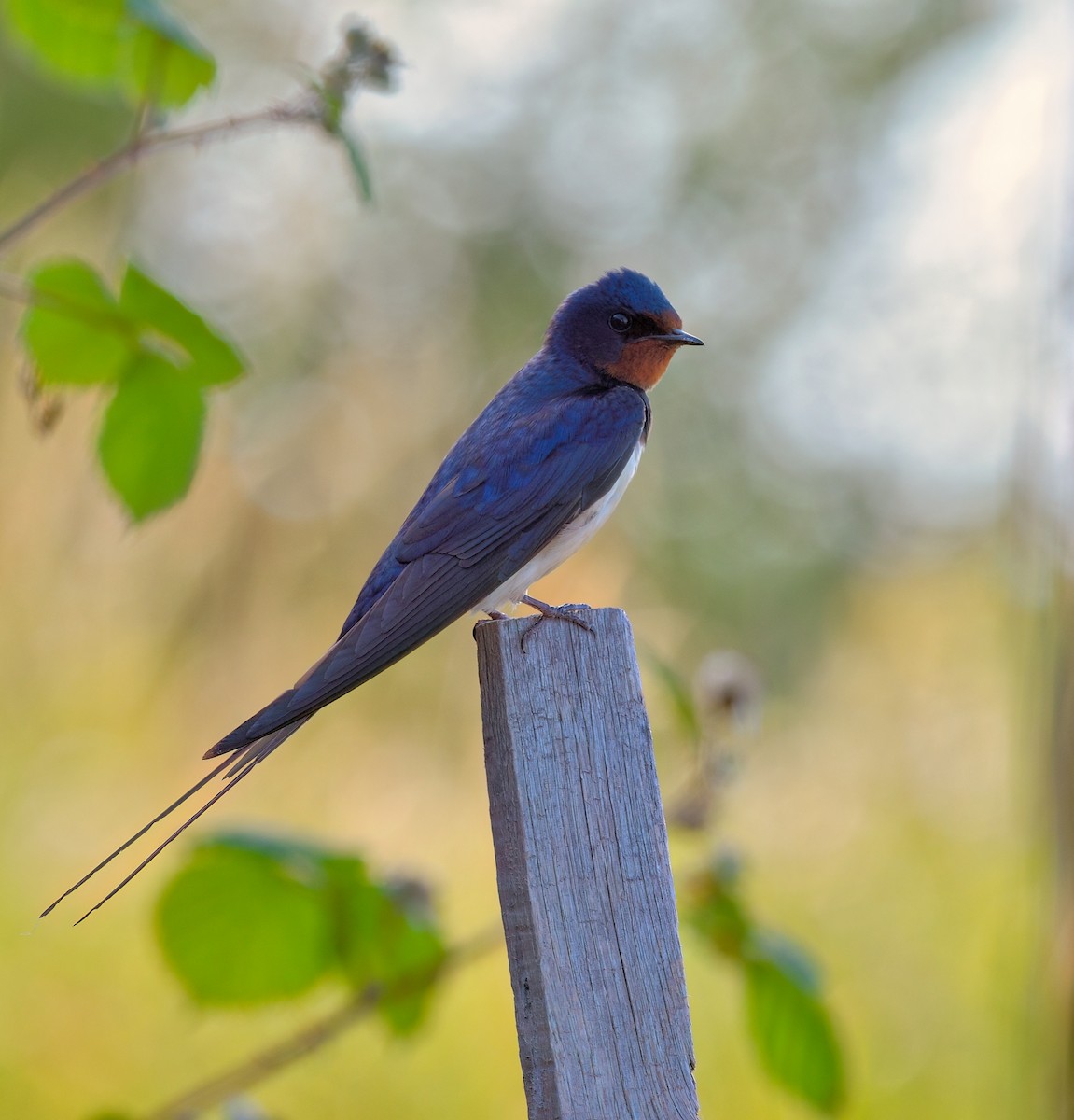 Barn Swallow - ML646707674