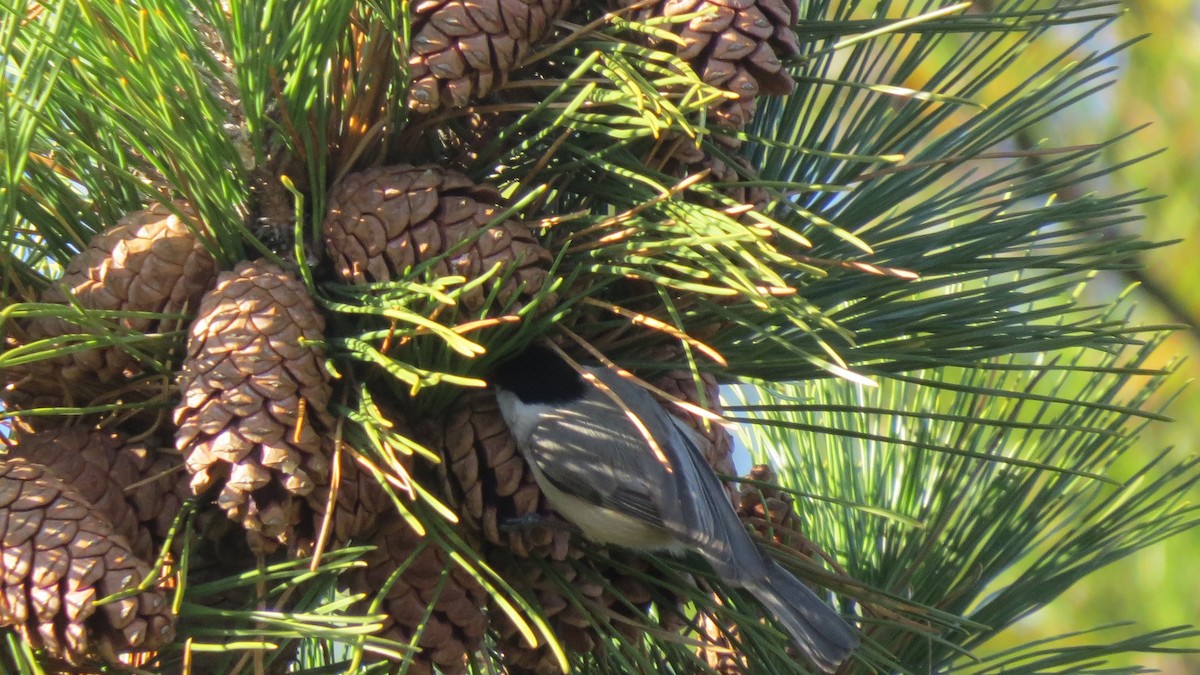 カロライナコガラ - ML646707675