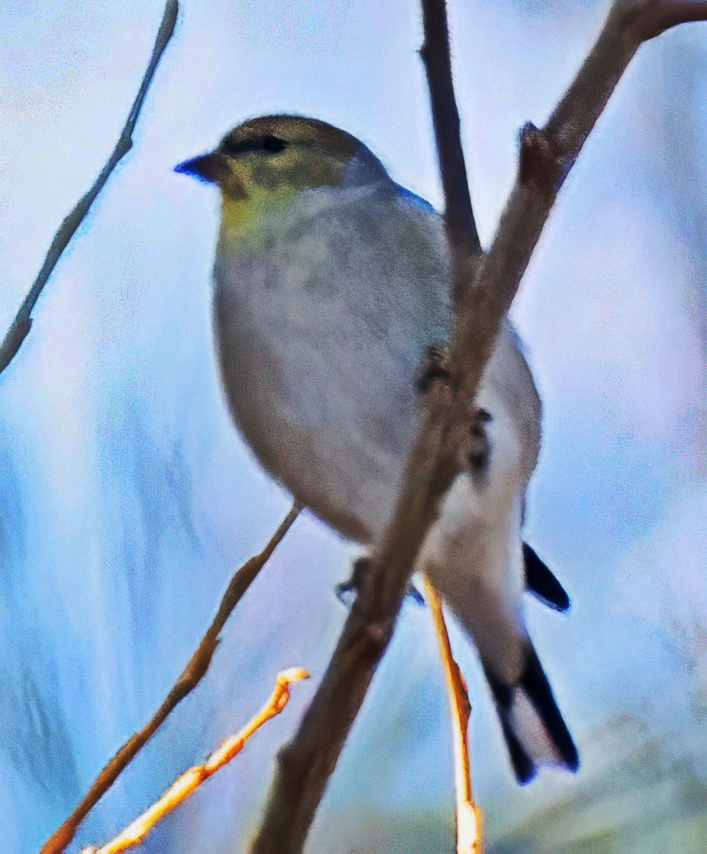 American Goldfinch - ML646707676