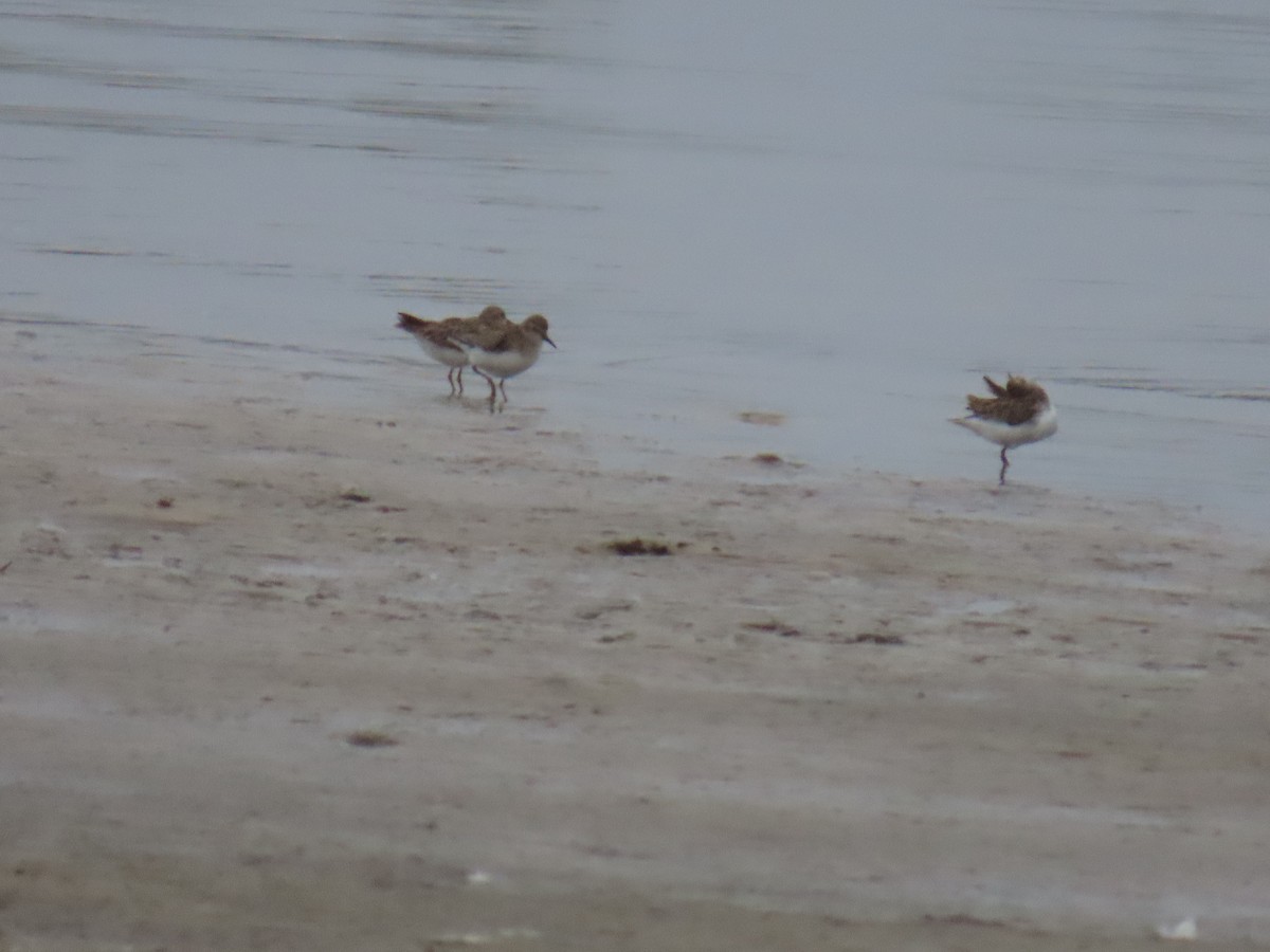 חופית זעירה - ML646707677