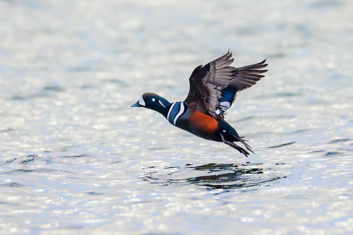 Harlequin Duck - ML646707678