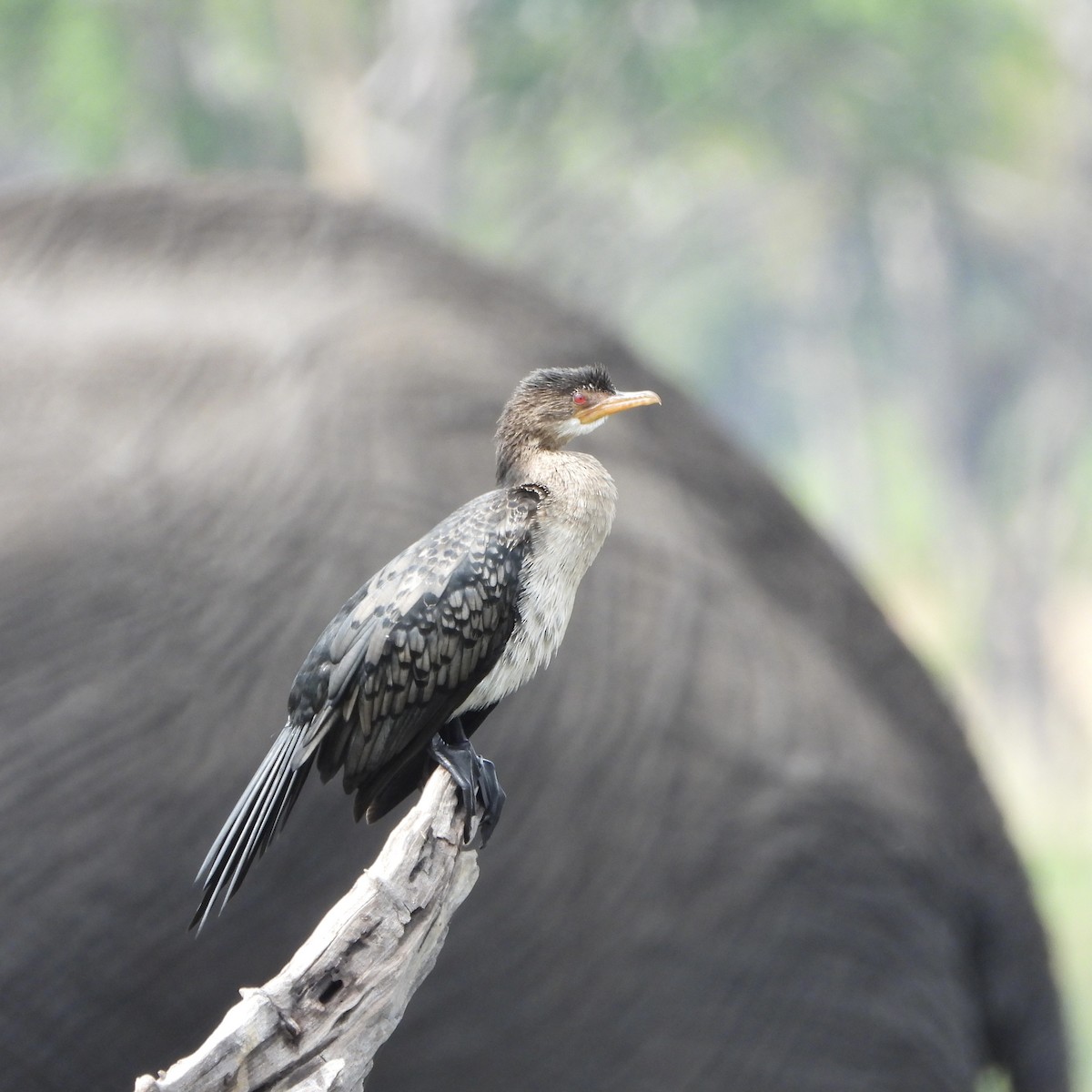 Uzun Kuyruklu Karabatak - ML646707679