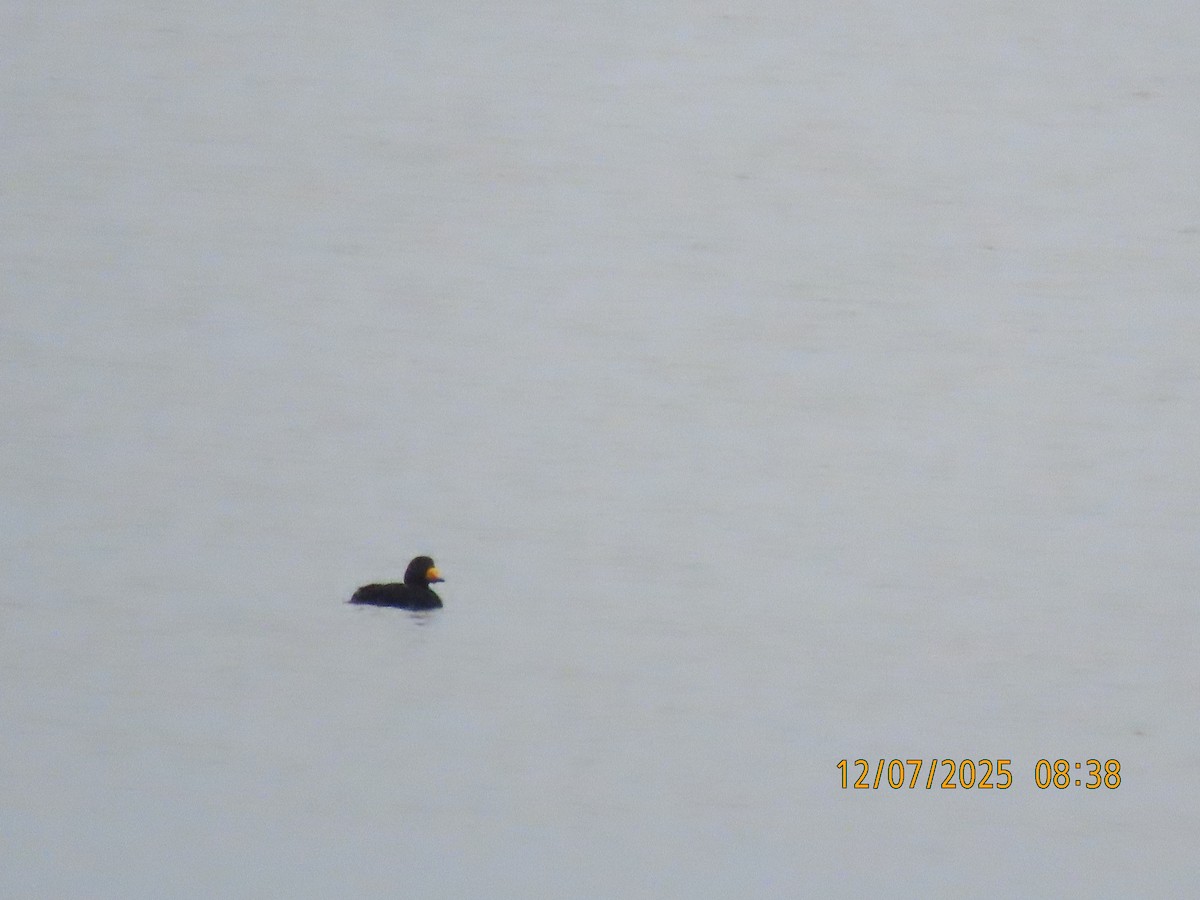 Ahatebeltz amerikarra - ML646707685