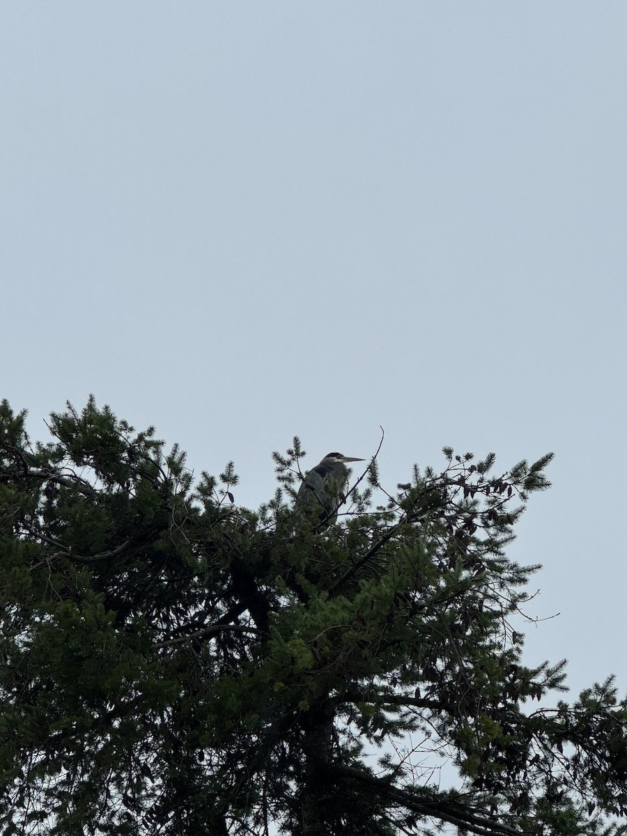 Great Blue Heron - ML646707686