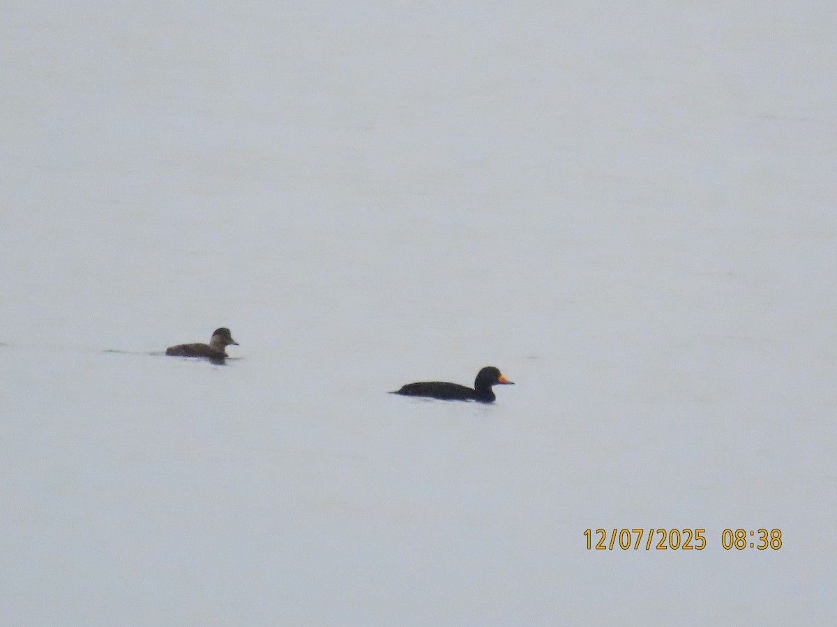 Ahatebeltz amerikarra - ML646707687