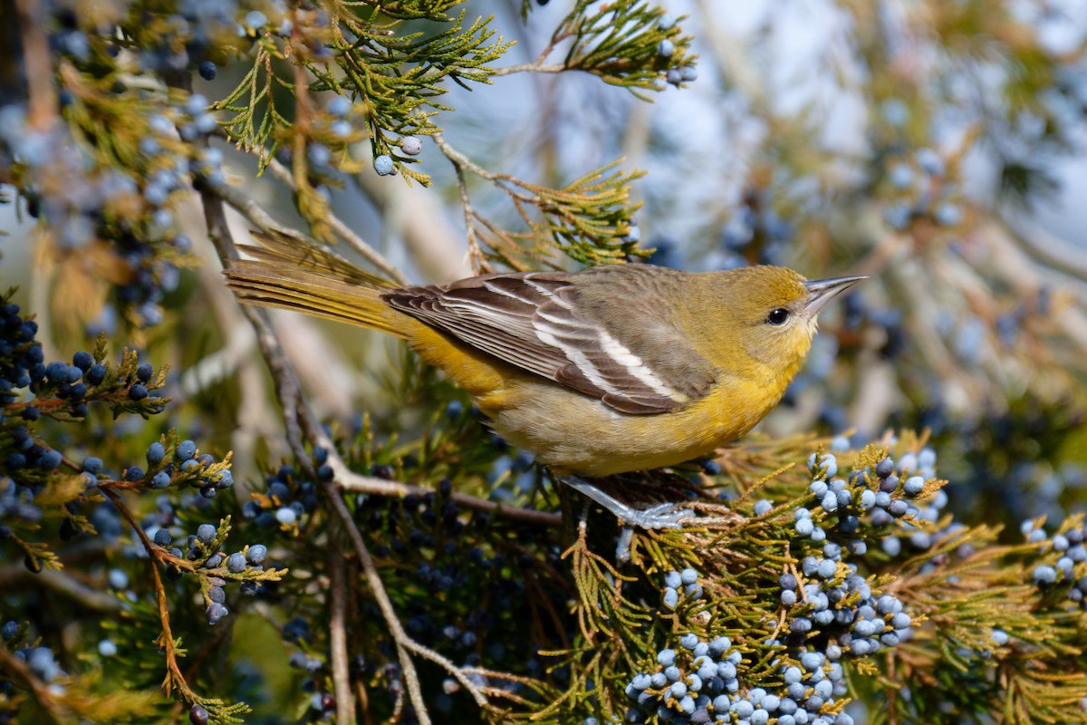 Baltimore Oriole - ML646707688