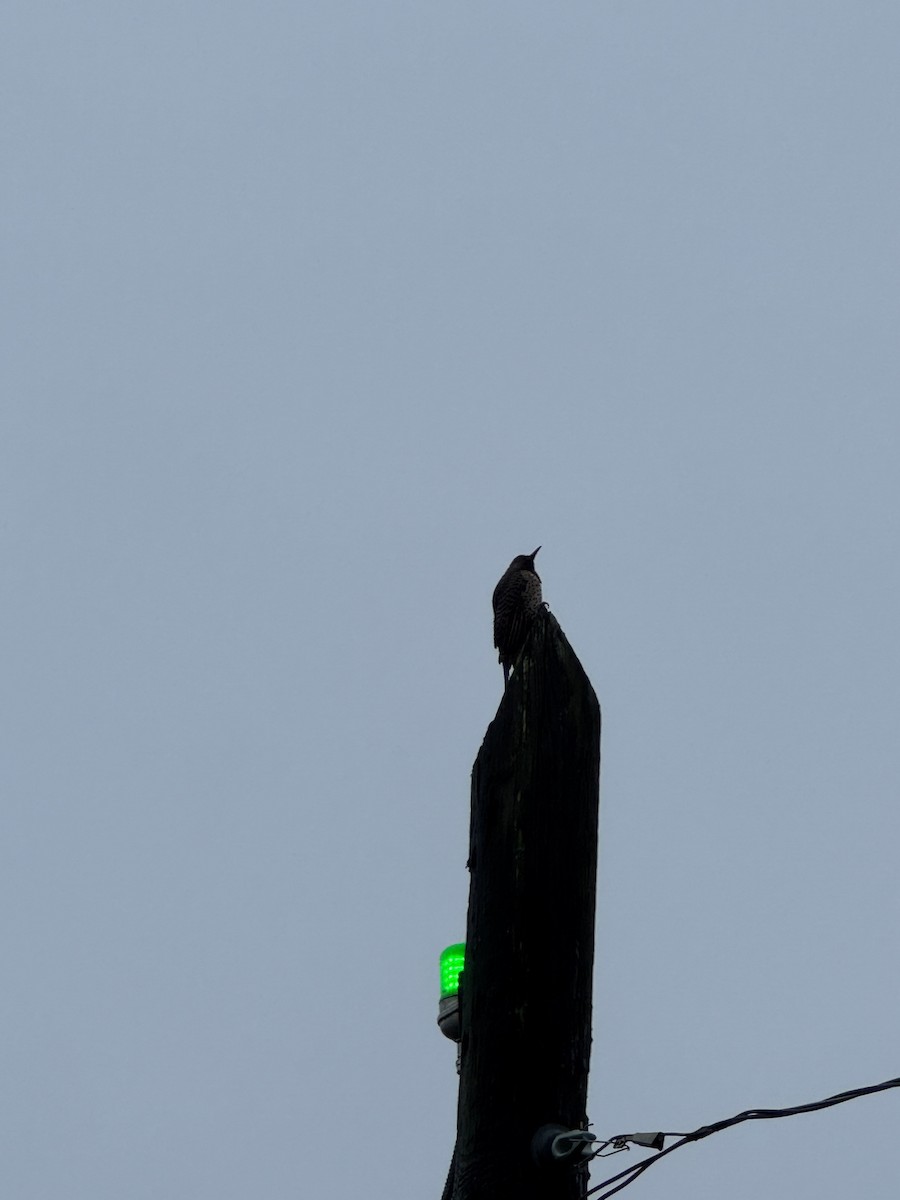 Northern Flicker - ML646707689