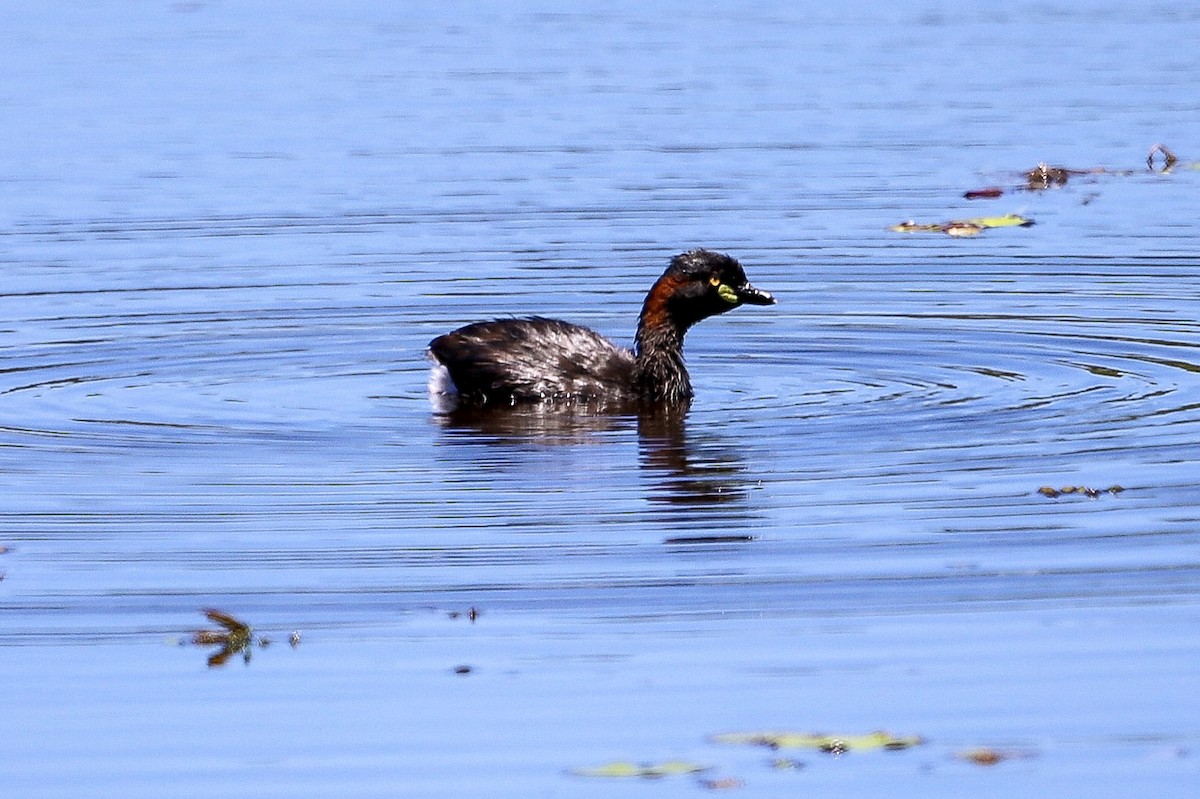Australasian Grebe - ML646707690