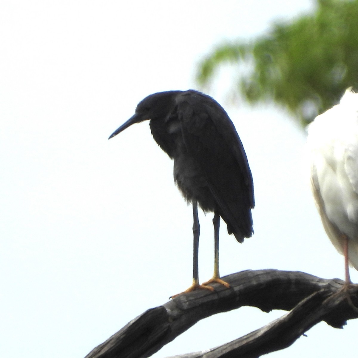 Black Heron - ML646707693