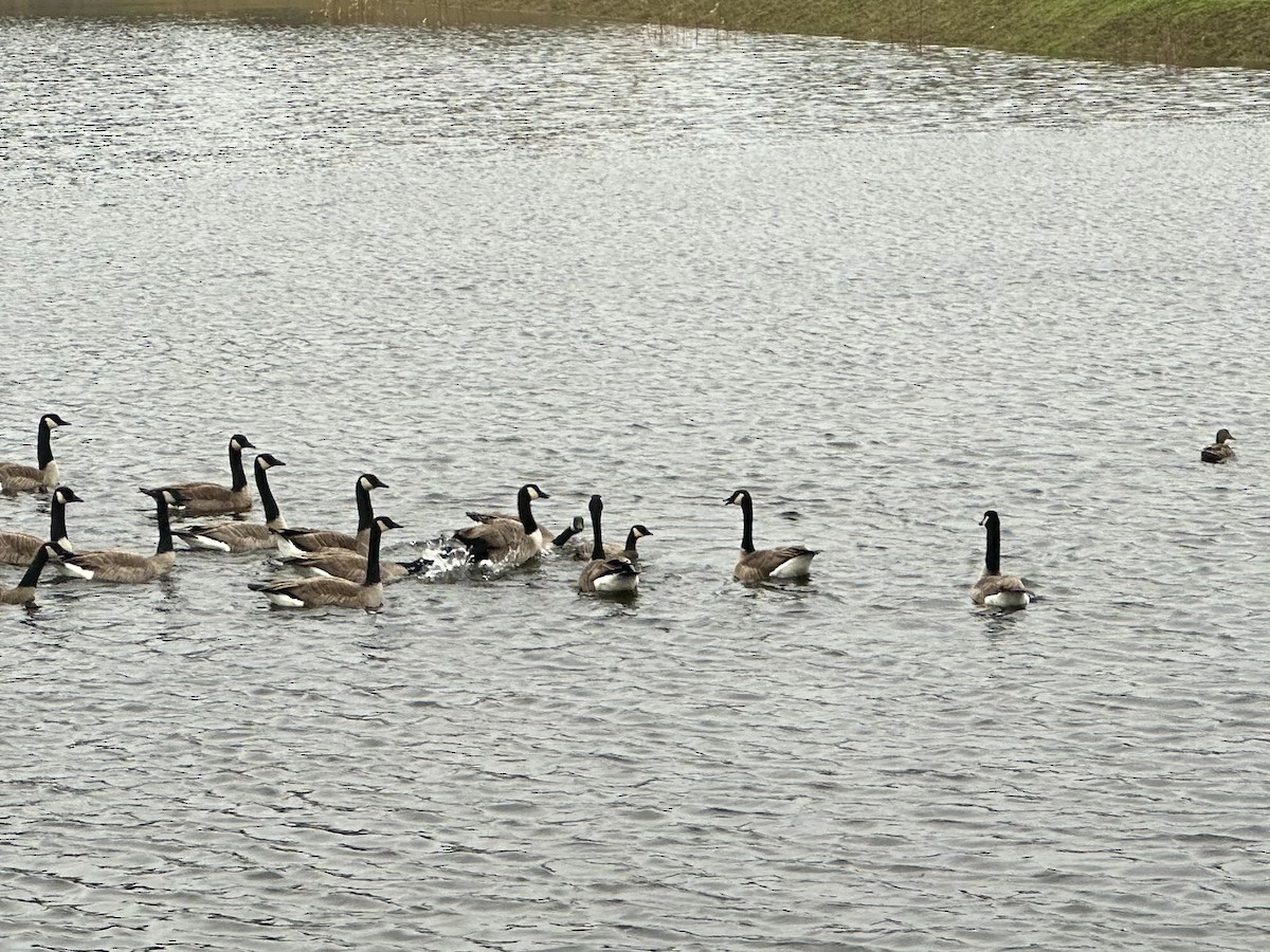 ברנטה גוצית - ML646707695
