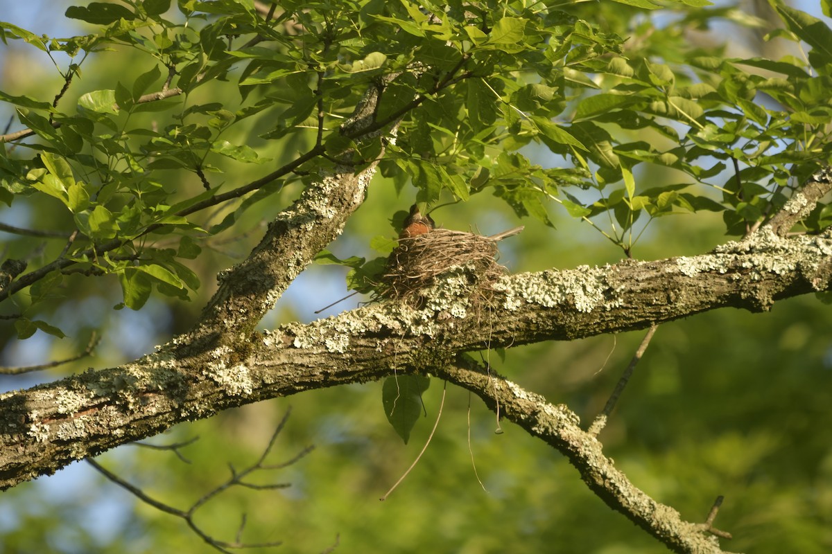 American Robin - ML646707696