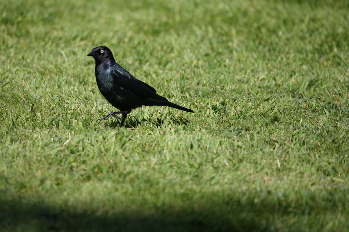 Brewer's Blackbird - ML646707699
