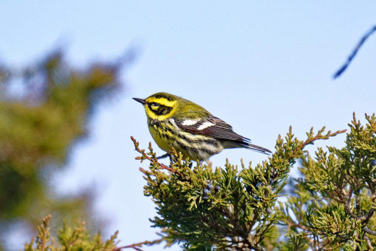 Townsend's Warbler - ML646707711