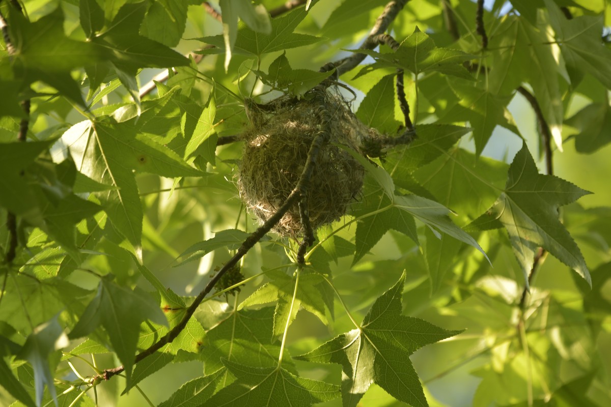 Трупіал балтиморський - ML646707714