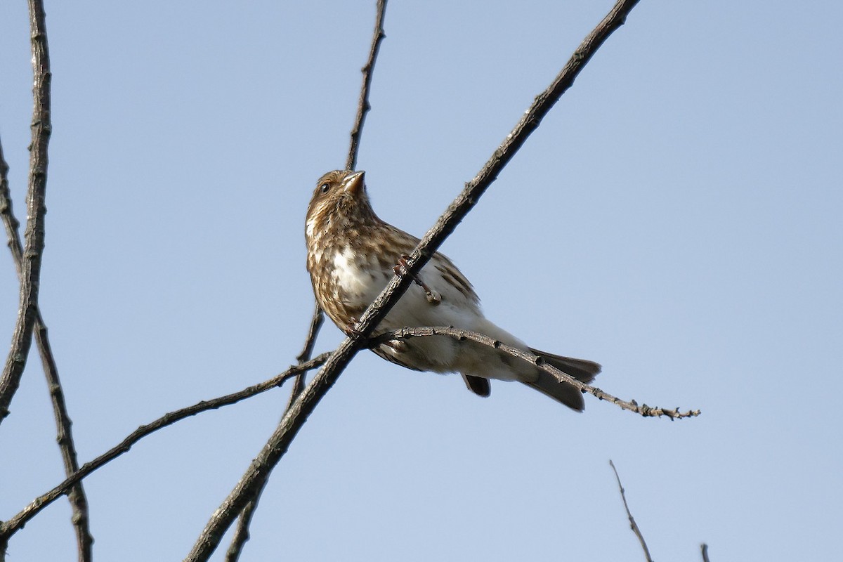 Camachuelo Purpúreo (purpureus) - ML646707718