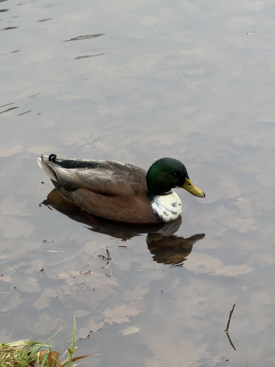 マガモ（アヒル、家畜） - ML646707723