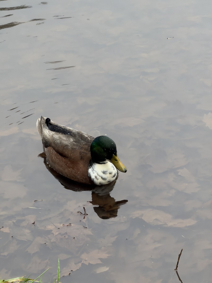 マガモ（アヒル、家畜） - ML646707724