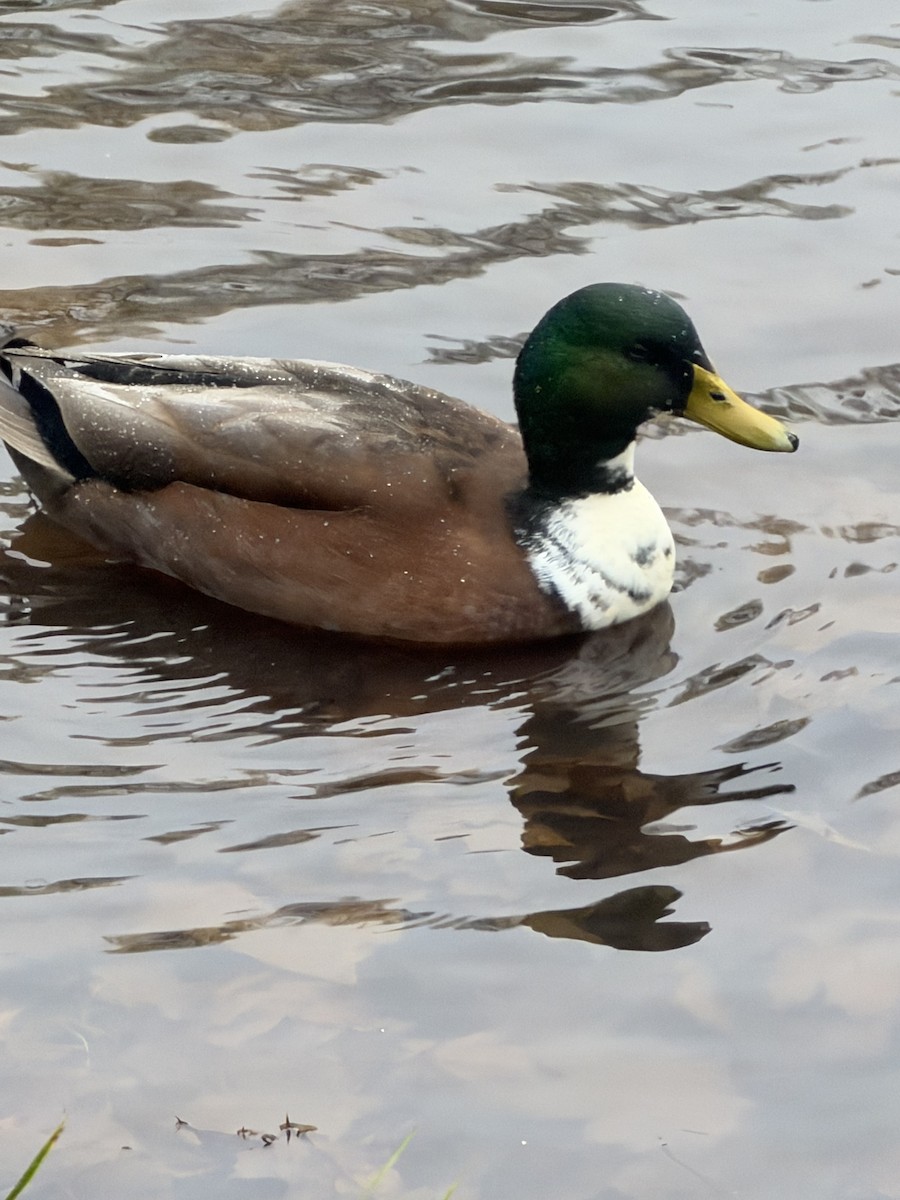 マガモ（アヒル、家畜） - ML646707725