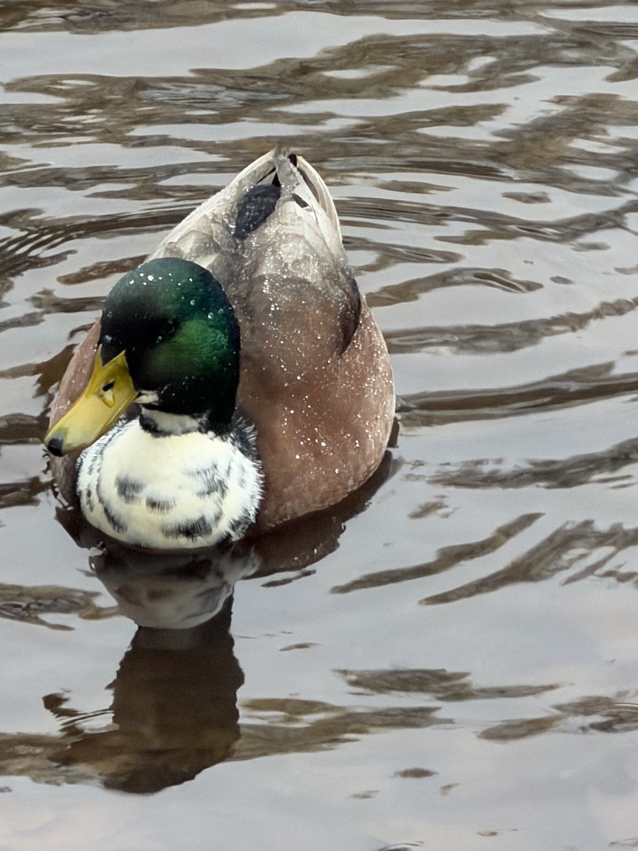 マガモ（アヒル、家畜） - ML646707726