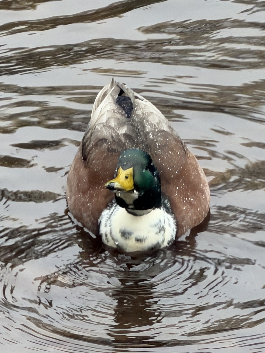 マガモ（アヒル、家畜） - ML646707727