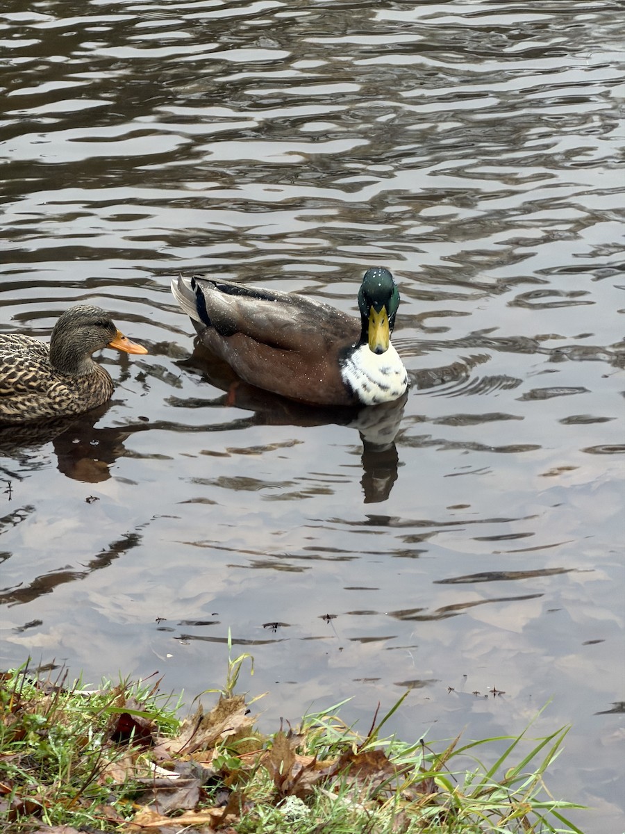 マガモ（アヒル、家畜） - ML646707728