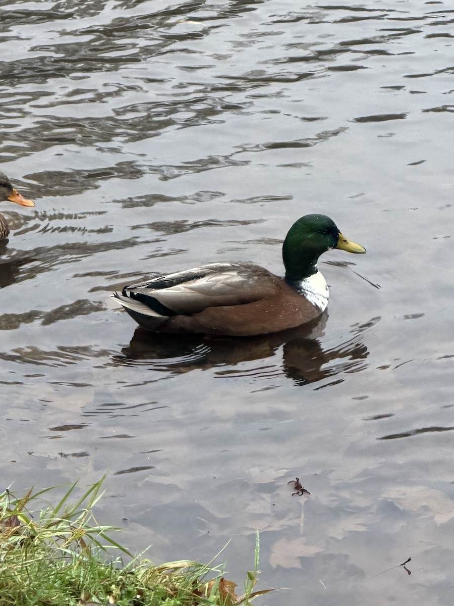 マガモ（アヒル、家畜） - ML646707729