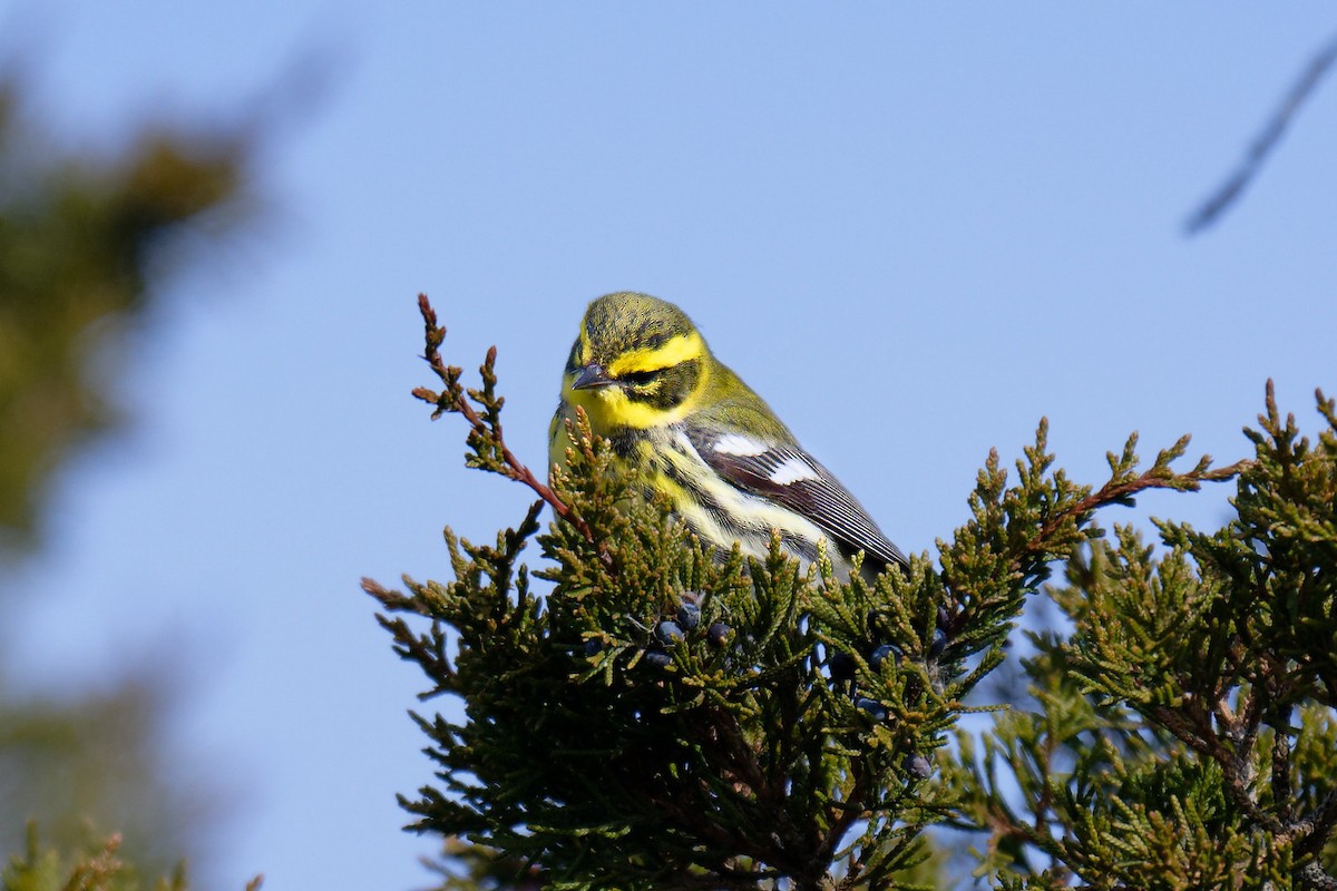 Townsend's Warbler - ML646707731