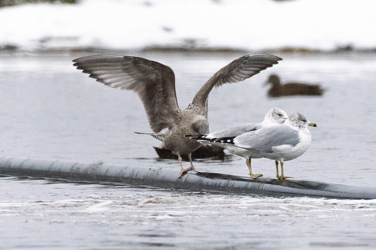 Delawareko kaioa - ML646707735