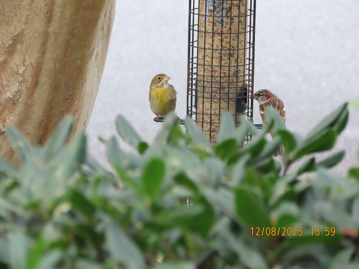 Dickcissel - ML646707737