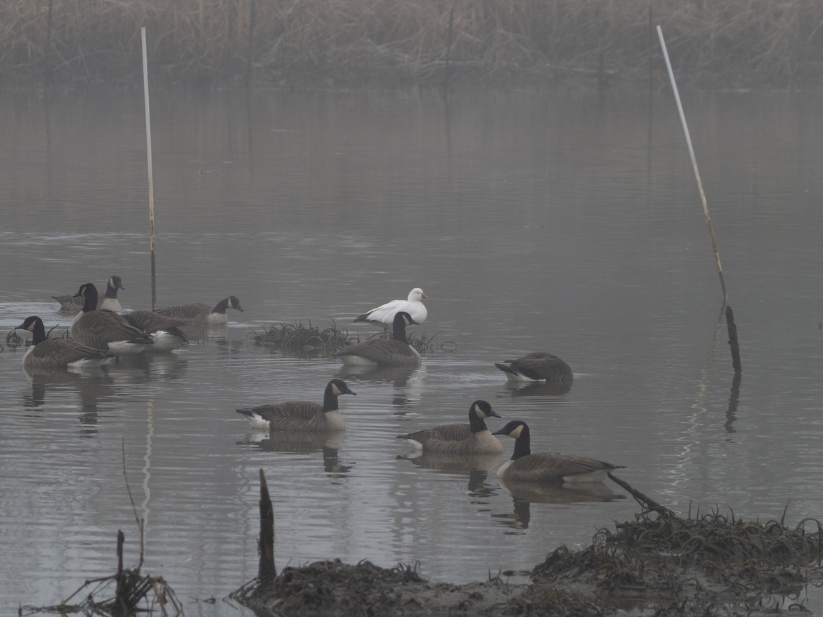 אווז קנדי - ML646707738