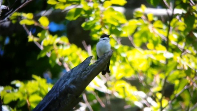 Collared Flycatcher - ML646707740