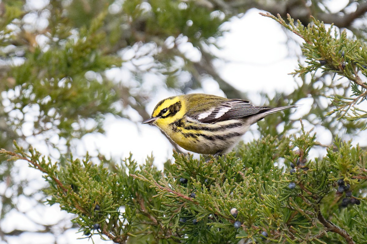 Townsend's Warbler - ML646707741