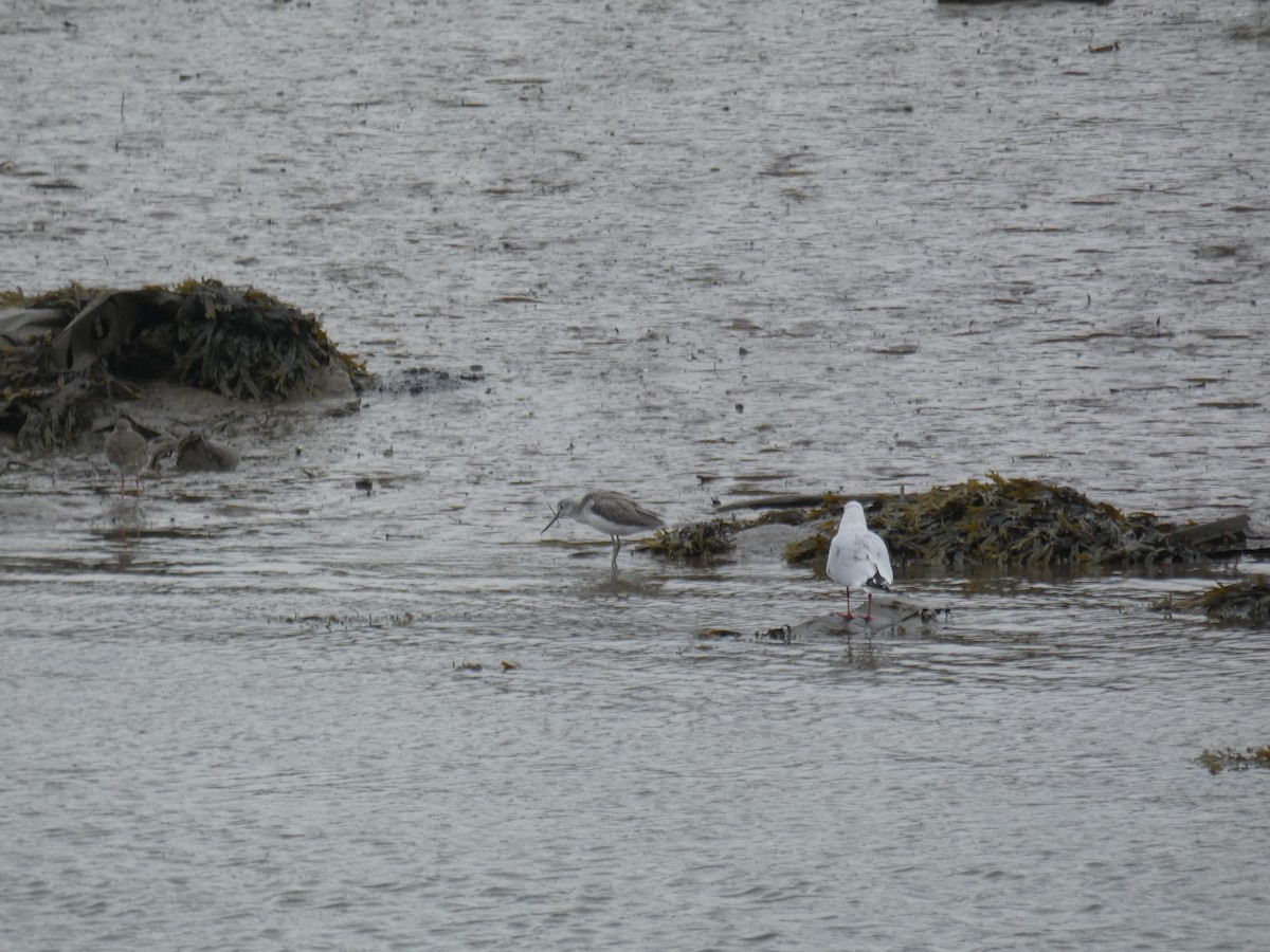 vodouš šedý - ML646707743