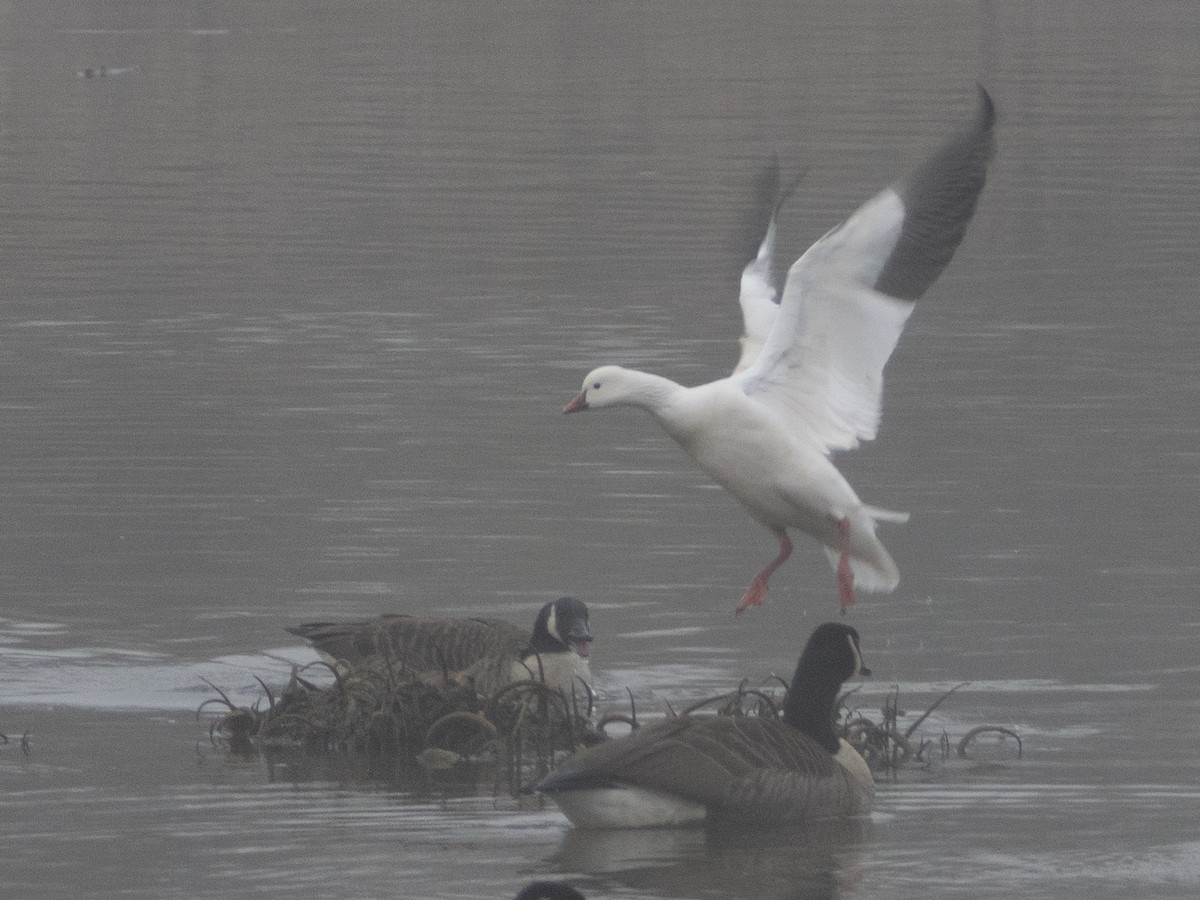 אווז קנדי - ML646707744