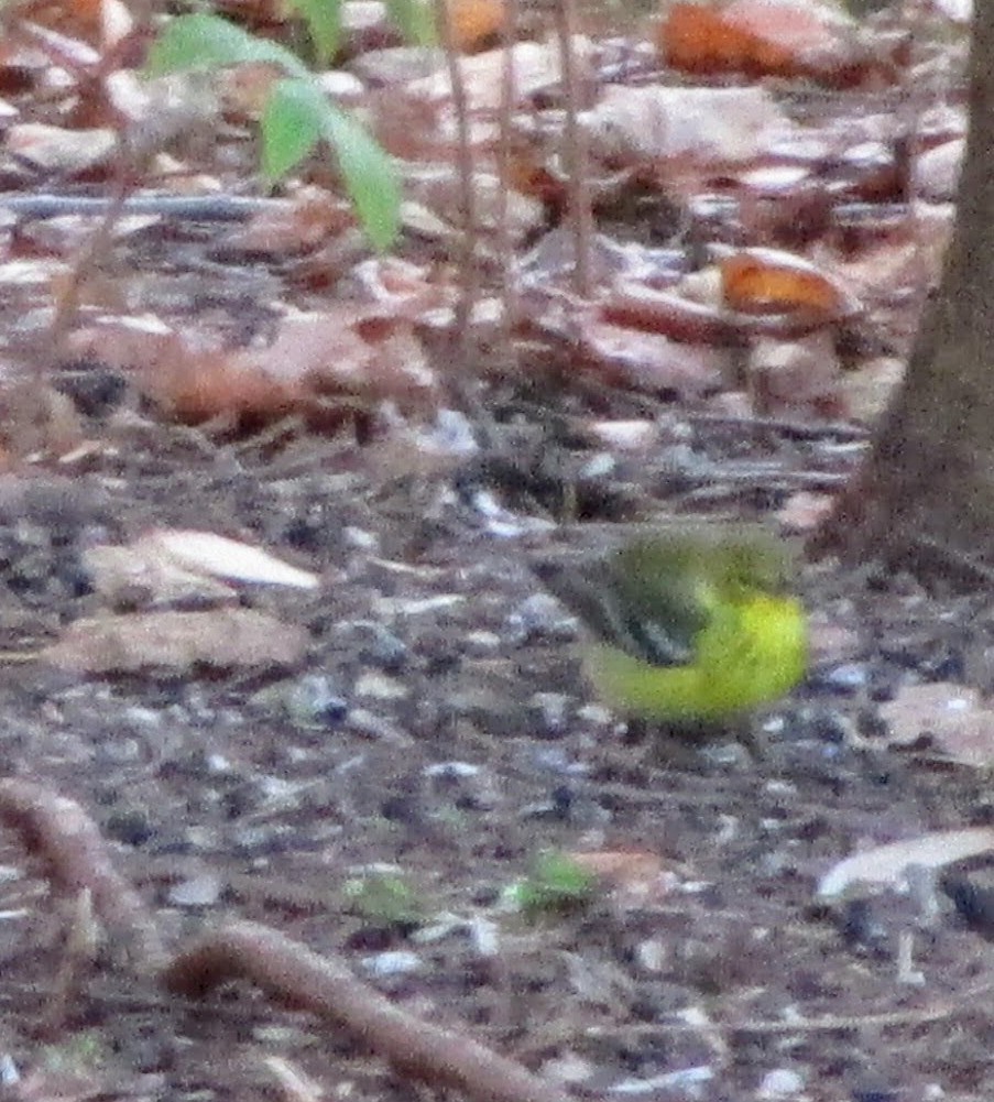 Pine Warbler - ML646707745