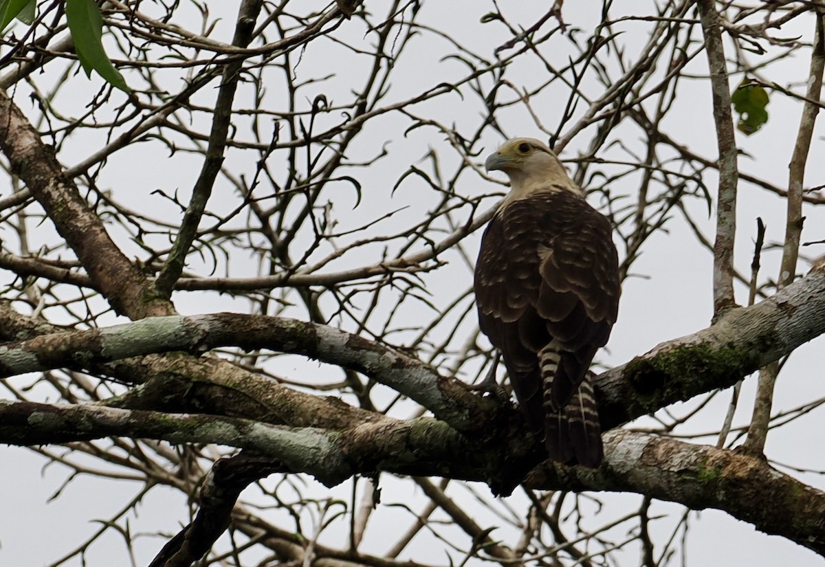 キバラカラカラ - ML646707751