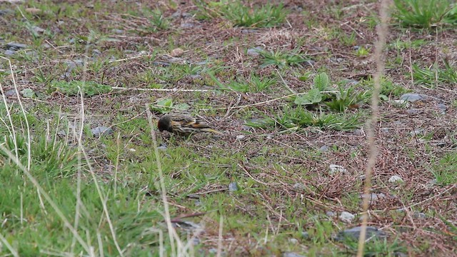 Fire-fronted Serin - ML646707755