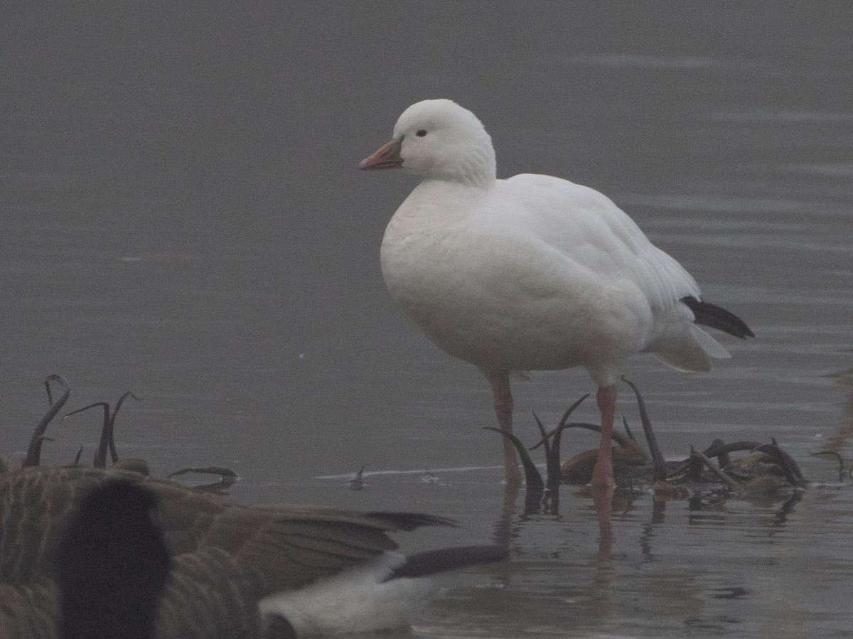 אווז קנדי - ML646707756