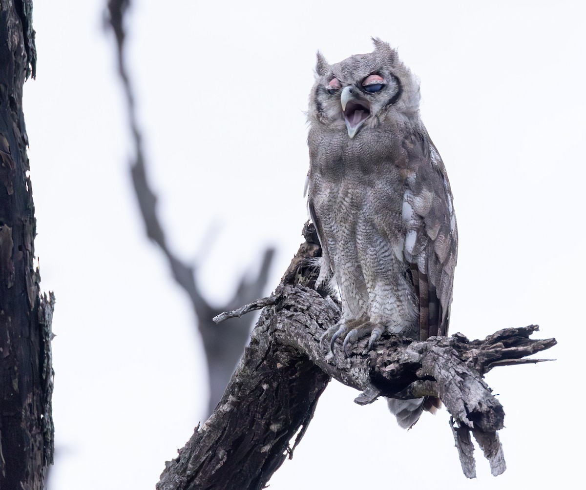 Verreaux's Eagle-Owl - ML646707757