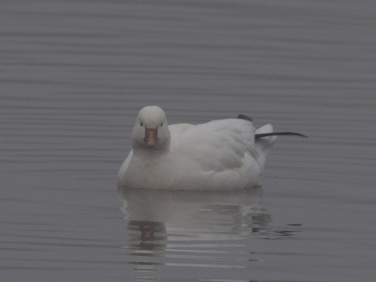 אווז קנדי - ML646707759
